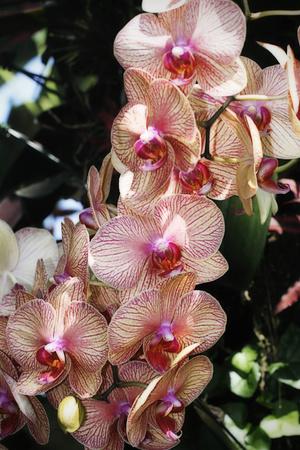 Photographic Print, , small