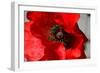 Red Poppy I-Brian Moore-Framed Photographic Print