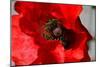 Red Poppy I-Brian Moore-Mounted Photographic Print