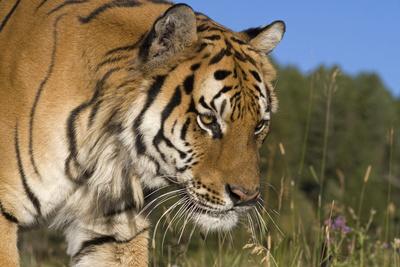 Photographic Print, , small