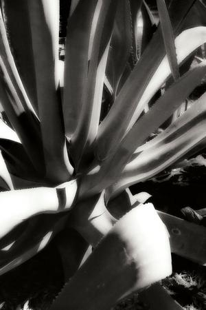 Photographic Print, , small