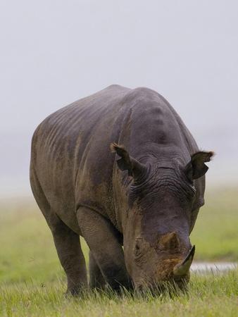 Photographic Print, , small