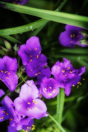Photographic Print, , small