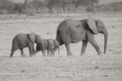 Photographic Print, , small