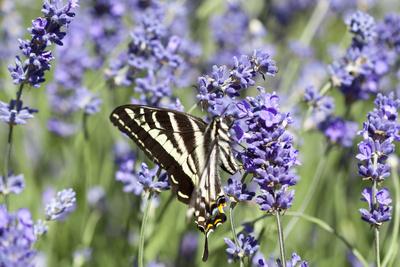 Photographic Print, , small