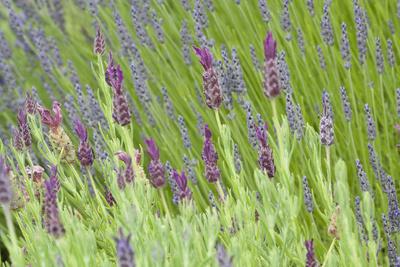 Photographic Print, , small