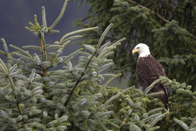 Photographic Print, , small