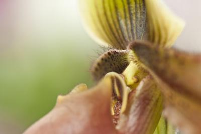 Photographic Print, , small