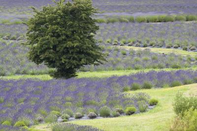 Photographic Print, , small