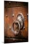 French Door Knocker IV-Erin Berzel-Mounted Photographic Print