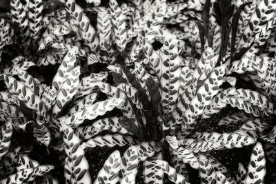 Photographic Print, , small