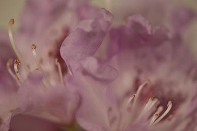 Photographic Print, , small