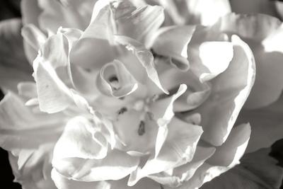 Photographic Print, , small