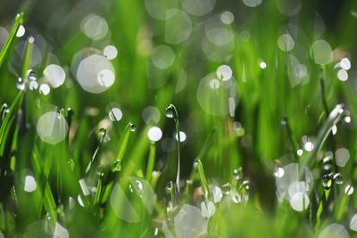 Photographic Print, , small