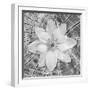 Bloom II-Kathy Mahan-Framed Photographic Print