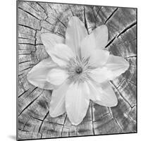 Bloom II-Kathy Mahan-Mounted Photographic Print