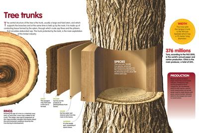 'Infographic About the Trunk of Trees: its Internal Structure and their ...