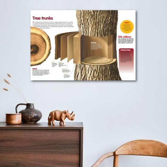 Tree Internal Structure 'Infographic About the Trunk of Trees: its Internal Structure and their ...
