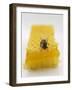 Bee on Honeycomb-null-Framed Photographic Print