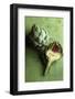 A Whole and a Half Artichoke on Green Background-Studio DHS-Framed Photographic Print