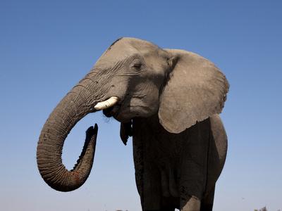 Photographic Print, , small