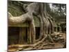 The Ta Prohm Temple Located at Angkor in Cambodia-Kyle Hammons-Mounted Photographic Print