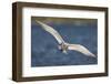 A Royal Tern in Flight in Everglades National Park, Florida-Neil Losin-Framed Photographic Print