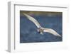 A Royal Tern in Flight in Everglades National Park, Florida-Neil Losin-Framed Photographic Print