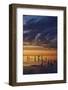 Remnants of an Old Pier Poke Out at the Great Salt Lake in Utah Near Saltair-Clint Losee-Framed Photographic Print