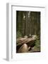 Young Woman Hiking in Humboldt Redwoods State Park, California-Justin Bailie-Framed Photographic Print