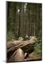Young Woman Hiking in Humboldt Redwoods State Park, California-Justin Bailie-Mounted Photographic Print