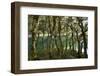 The Gnarled, Moss-Covered Trunks of Trees on the Routeburn Trak in New Zealand's South Island-Sergio Ballivian-Framed Photographic Print