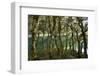 The Gnarled, Moss-Covered Trunks of Trees on the Routeburn Trak in New Zealand's South Island-Sergio Ballivian-Framed Photographic Print