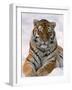 Siberian Tiger in Snow, Panthera Tigris Altaica-Lynn M^ Stone-Framed Photographic Print