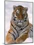 Siberian Tiger in Snow, Panthera Tigris Altaica-Lynn M^ Stone-Mounted Photographic Print