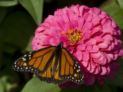 Photographic Print, , small