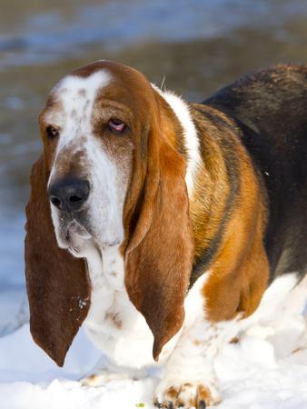 Photographic Print, , small