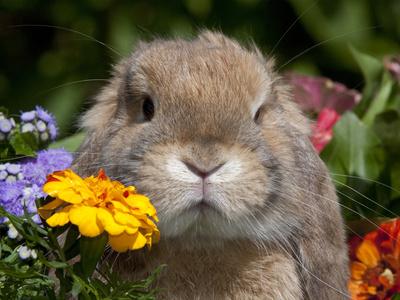 Photographic Print, , small