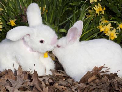 Photographic Print, , small