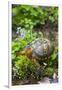 Colorful Male Eastern Box Turtle (Terrapene Carolina Carolina)-Lynn M^ Stone-Framed Photographic Print