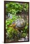 Colorful Male Eastern Box Turtle (Terrapene Carolina Carolina)-Lynn M^ Stone-Framed Photographic Print