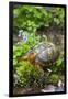 Colorful Male Eastern Box Turtle (Terrapene Carolina Carolina)-Lynn M^ Stone-Framed Photographic Print