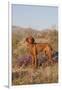 Vizsla Standing in Desert Spring Wildflowers, Mojave Desert, Southern California, USA-Lynn M^ Stone-Framed Photographic Print