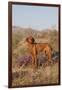 Vizsla Standing in Desert Spring Wildflowers, Mojave Desert, Southern California, USA-Lynn M^ Stone-Framed Photographic Print