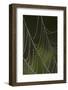 Web of an Orb Weaver Spider-Lynn M^ Stone-Framed Photographic Print