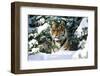 Male Tiger Peering Through Snow-Covered Spruce Trees (Captive Animal)-Lynn M^ Stone-Framed Photographic Print
