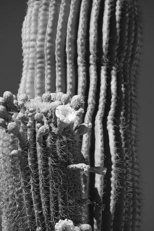 Photographic Print, , small