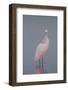 Immature Roseate Spoonbill (Platalea Ajaja)-Lynn M^ Stone-Framed Photographic Print