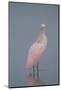 Immature Roseate Spoonbill (Platalea Ajaja)-Lynn M^ Stone-Mounted Photographic Print