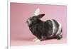 Harlequin Rabbit-Lynn M^ Stone-Framed Photographic Print